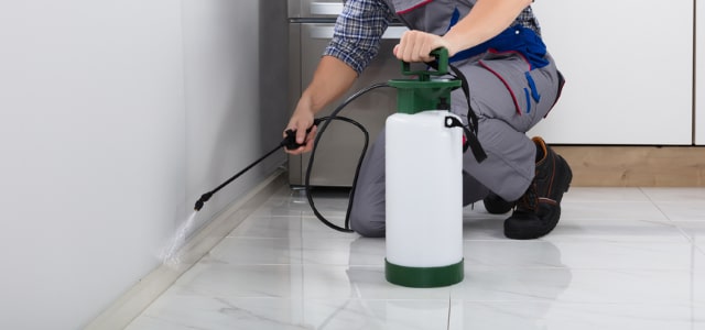 Exterminador de cinches en Utah